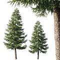 Modern Landscape Trees Trees Poplar Maple Pine Trees Big Trees Tropical Trees 3d model