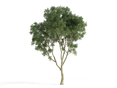 Tall Green Arbor With Lush Foliage And Sturdy Trunk In Natural Shape 3d model
