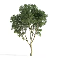 Tall Green Arbor With Lush Foliage And Sturdy Trunk In Natural Shape