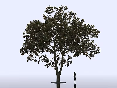Tall Arbor Tree With Lush Green Leaves Standing Near Human Figure Against Plain White Background 3d model