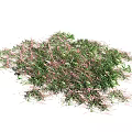 Green and Pink Grass Like Plants in Irregular Cluster Shape on White Background