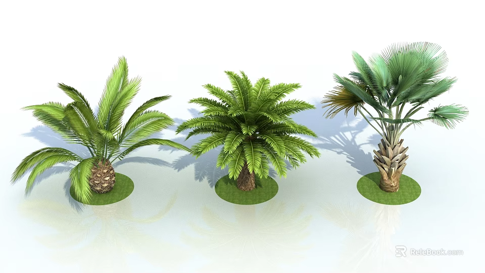 Different Types of Palm Trees Growing on Green Grass with Lush Foliage 3d model 