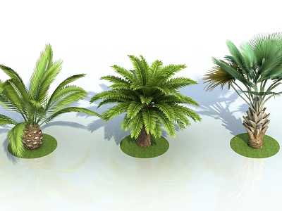 Different Types of Palm Trees Growing on Green Grass with Lush Foliage 3d model