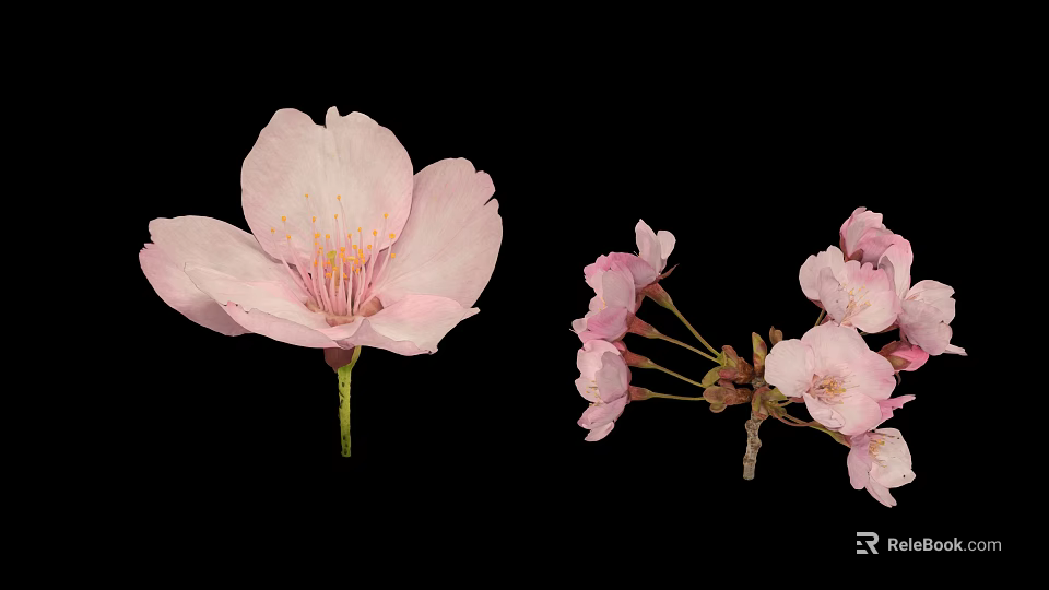 Delicate Pink Cherry Blossom Themed Pastry With Single Bloom And Bunch Decorative Sprigs 3d model 