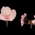 Delicate Pink Cherry Blossom Themed Pastry With Single Bloom And Bunch Decorative Sprigs