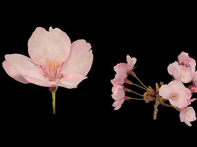 Delicate Pink Cherry Blossom Themed Pastry With Single Bloom And Bunch Decorative Sprigs 3d model