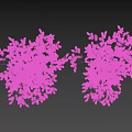 Blooming Arbor Trees With Pink And White Flowers And Human Silhouette For Scale Reference