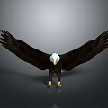 Majestic Eagle With Spread Black Wings White Head And Yellow Talons On Reflective Surface