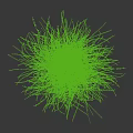 Green Grass Clumps with Slender Leaves and Small Spikelets on White Background