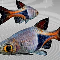 Two Vibrant Tropical Fish With Orange Black Silver Stripes Large Eyes And Shiny Scales
