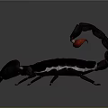Black Scorpion with Red Tail and Large Claws on Dark Background
