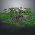 Lush Green Tree With Many Spreading Branches And Dense Foliage