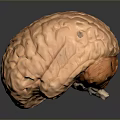 Detailed Human Brain Anatomical Model With Cerebral Cortex And Cerebellum Structure