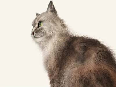 Fluffy Grey Cat With Green Eyes In Side View On White Background 3d model