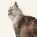 Fluffy Grey Cat With Green Eyes In Side View On White Background