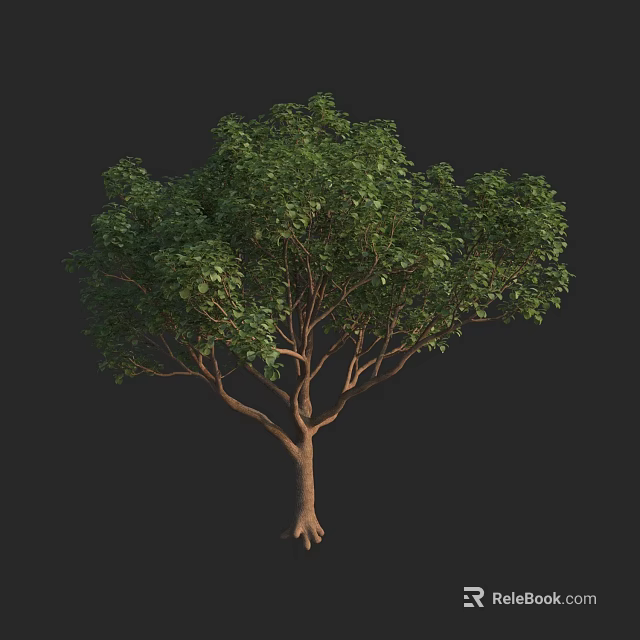 Arbor With Lush Green Foliage Strong Trunk And Visible Roots 3d model 