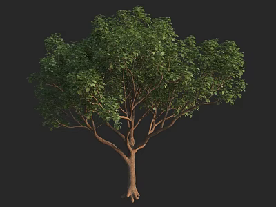 Arbor With Lush Green Foliage Strong Trunk And Visible Roots 3d model