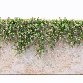 Lush Green Vines With Purple Flowers Growing On Weathered Stone Wall