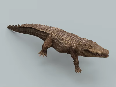 Detailed Aquatic Animal Crocodile Realistic 3D Rendering With Scaly Skin And Body Structure 3d model