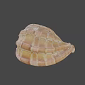 Colorful Textured Spiral Seashell With Shiny Orange And White Patterns 3d model