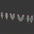 Detailed Human Organ And Hair Structure Models With Development Stages