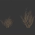Two Clumps of Natural Leafless Dry Branches Plant on White Background