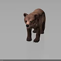 Baby Brown Bear with Standing Pose and Brown Fur on Gray Gradient Background