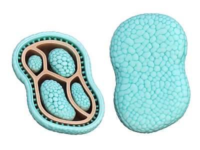 Light Blue Textured Seed Pods Split And Whole With Inner Compartments And Seeds 3d model