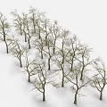 Wooden Tree Trunks With Bare Branches Neatly Arranged Against White Background