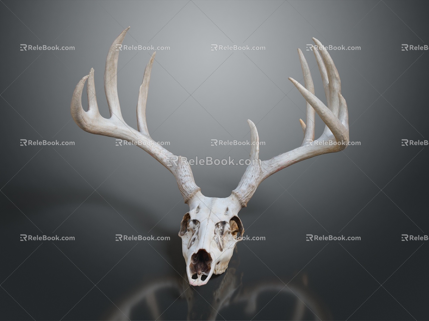 Modern skull Deer skull Antler animal skull 3d model