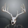 Medical Device Deer Skull Anatomical Model for Veterinary Education Teaching Tool 3d model