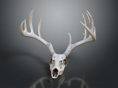 Medical Device Deer Skull Anatomical Model for Veterinary Education Teaching Tool 3d model