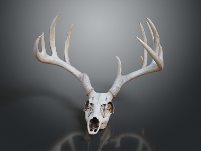 Modern skull Deer skull Antler animal skull 3d model