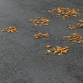 Natural Scene of Yellow Autumn Leaves Scattered on Black Pavement