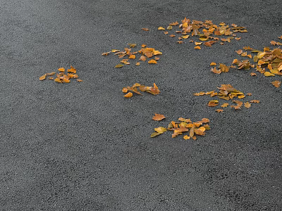 Natural Scene of Yellow Autumn Leaves Scattered on Black Pavement 3d model