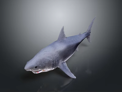 Realistic Grey Shark With Sharp Teeth And Swimming Posture In Marine Environment 3d model