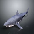 Realistic Grey Shark With Sharp Teeth And Swimming Posture In Marine Environment 3d model
