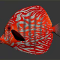 Vibrant Red And White Striped Discus Fish With Circular Shape In Dark Background