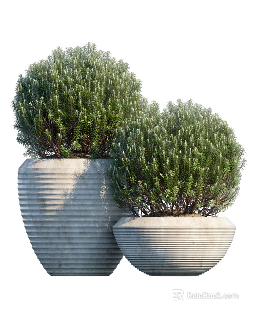 Two Bonsai Plants in Striped Concrete Planters with Round Green Foliage 3d model 