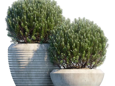 Two Bonsai Plants in Striped Concrete Planters with Round Green Foliage 3d model