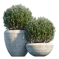Two Bonsai Plants in Striped Concrete Planters with Round Green Foliage