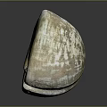 Shellfish With Beautiful Brown And White Patterned Shell On Black Background