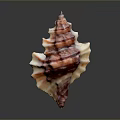 Vibrant Marine Gastropod Mollusk with Spiral Shell and Red Stripes
