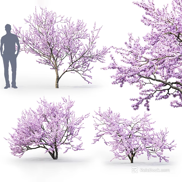 Flowering Trees With Purple Blossoms Viewed From Various Angles Alongside Human Silhouette 3d model 