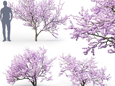Flowering Trees With Purple Blossoms Viewed From Various Angles Alongside Human Silhouette 3d model