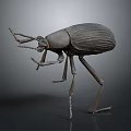 Dark Colored Beetle Model With Long Antennae Textured Body And Long Legs On Gray Background