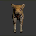 Baby Wild Boar with Orange Yellow Stripes Standing on Dark Background with Reflection