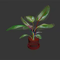 Indoor Green Plant with Large Fresh Leaves in Black Pot on Dark Background