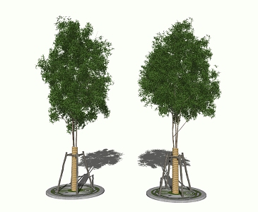 Modern Trees Evergreen Landscape Trees 3d model