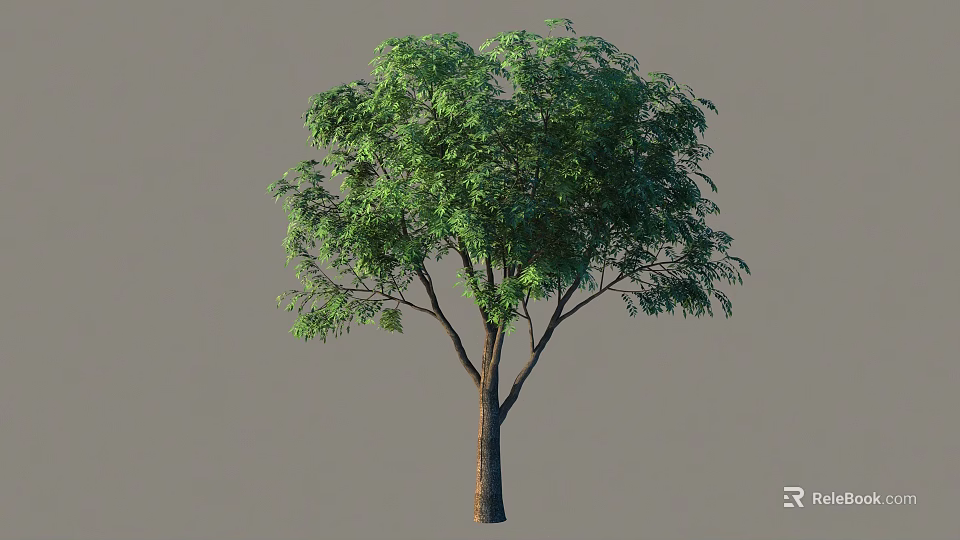 Lush Green Arbor With Dense Foliage And Straight Trunk In Isolated View 3d model 